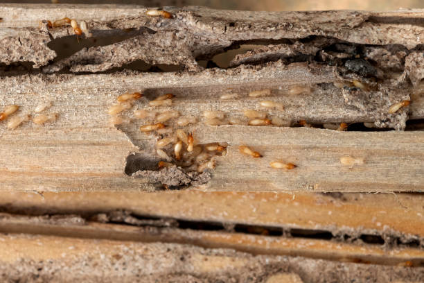 Best Best Pest Control Companies  in Wilkinson Heights, SC